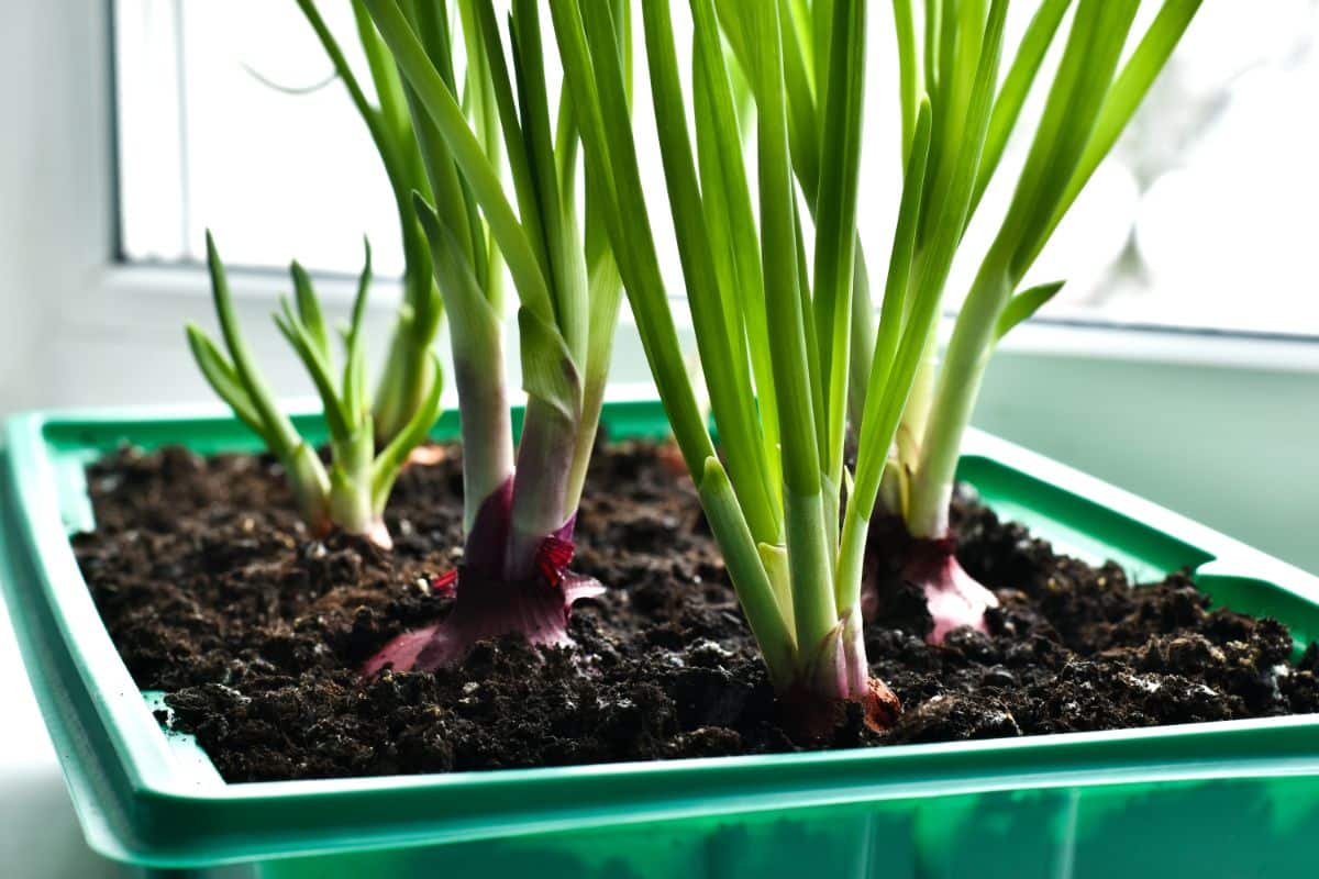 Onions growing in a container garden