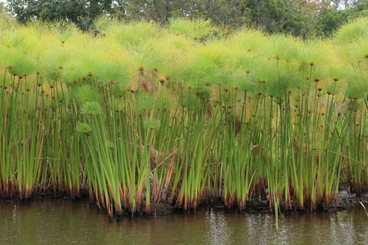 Papyrus growing along water's edge
