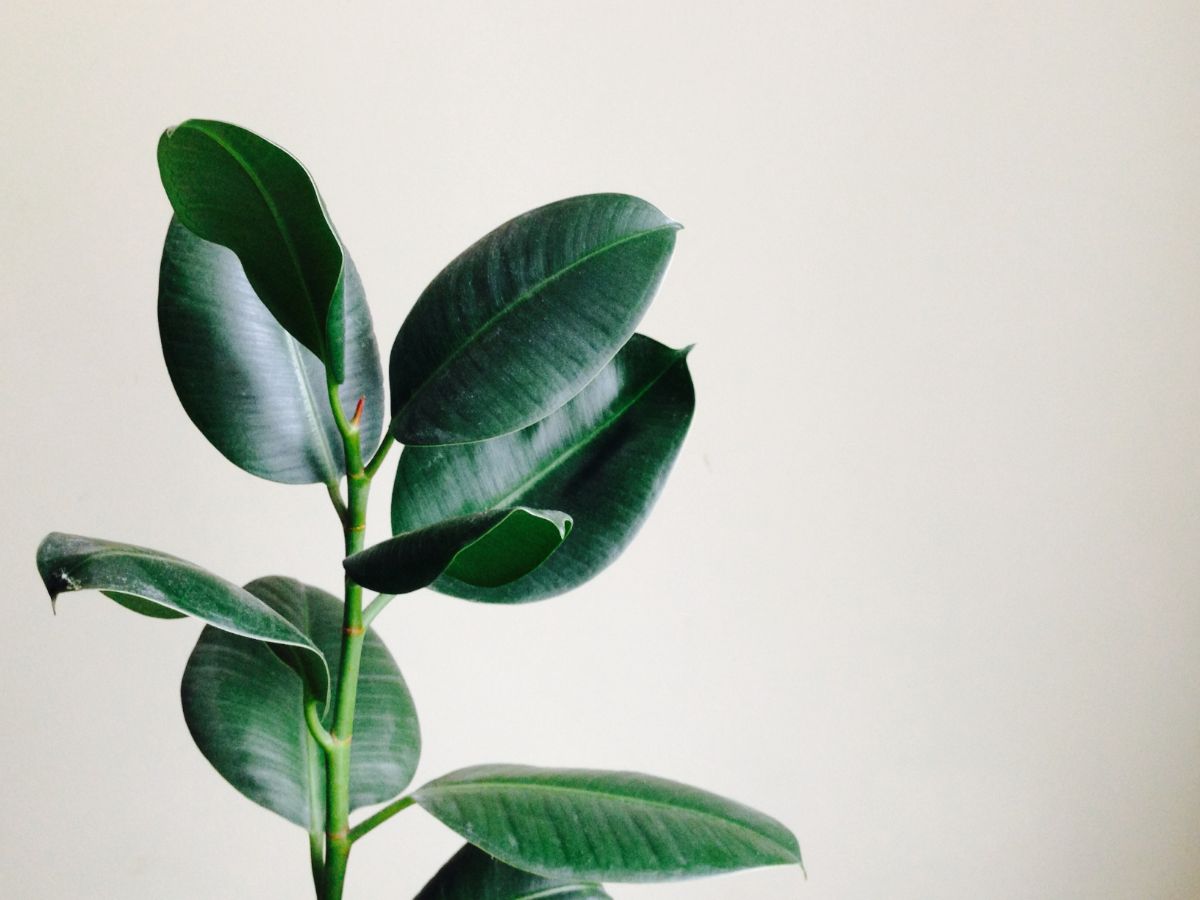 Ficus plant symbolizes wealth and luck