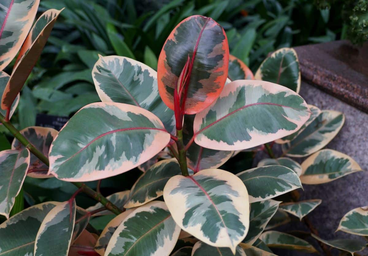 An air purifying rubber plant