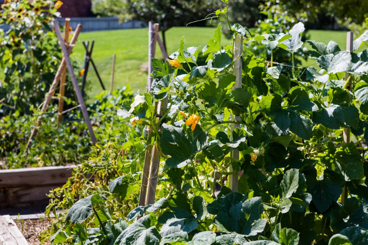 A mixture of growing practices helps to make gardening more manageable.