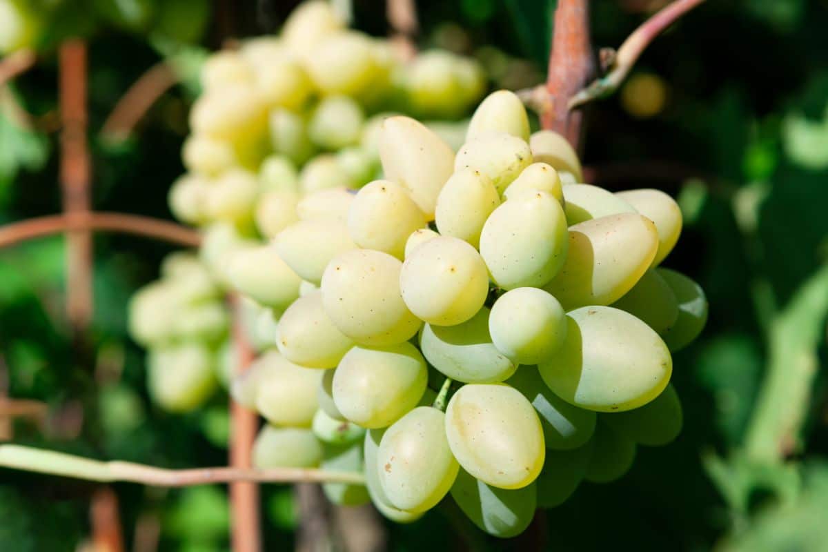 Green Cotton Candy grapes