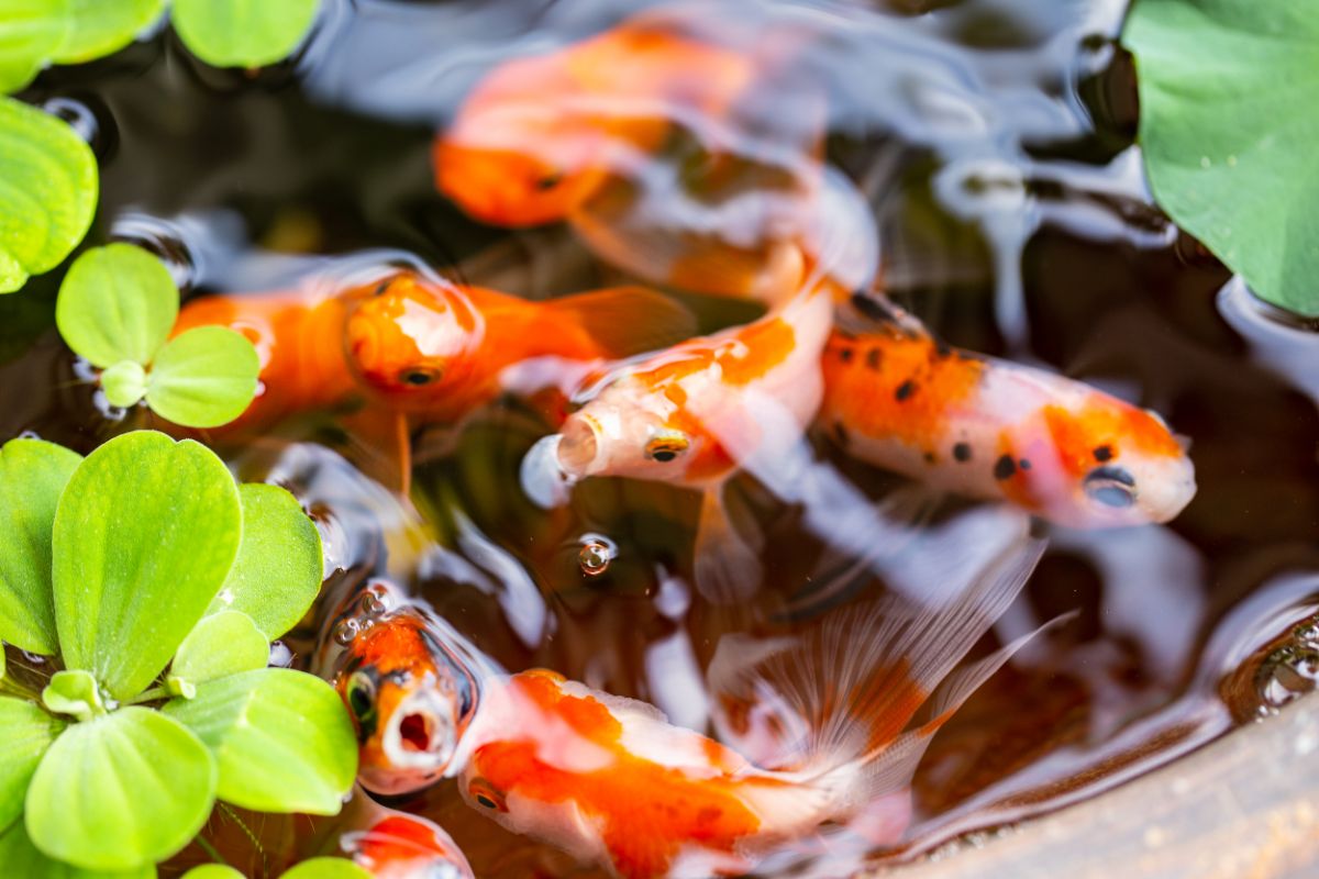 Goldfish swimming safely in a pond treated with mosquito dunks