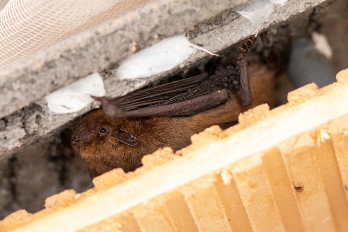 A bat hides between boards in a roof