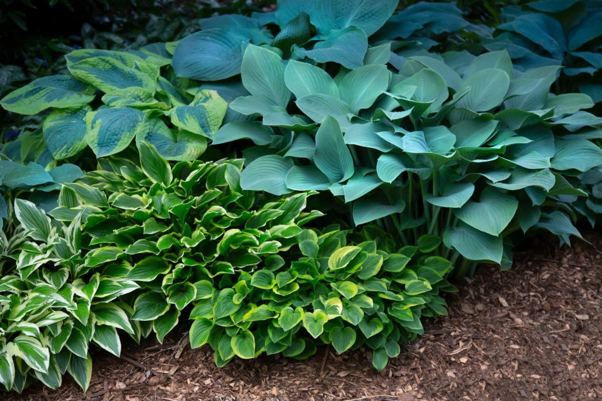 Several different varieties of hosta in a Japanese garden
