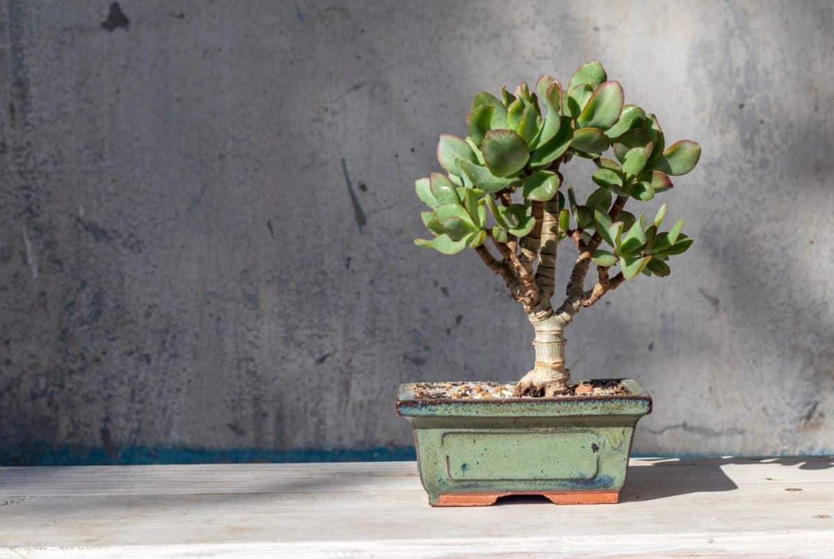 A small jade plant grown as a bonsai tree