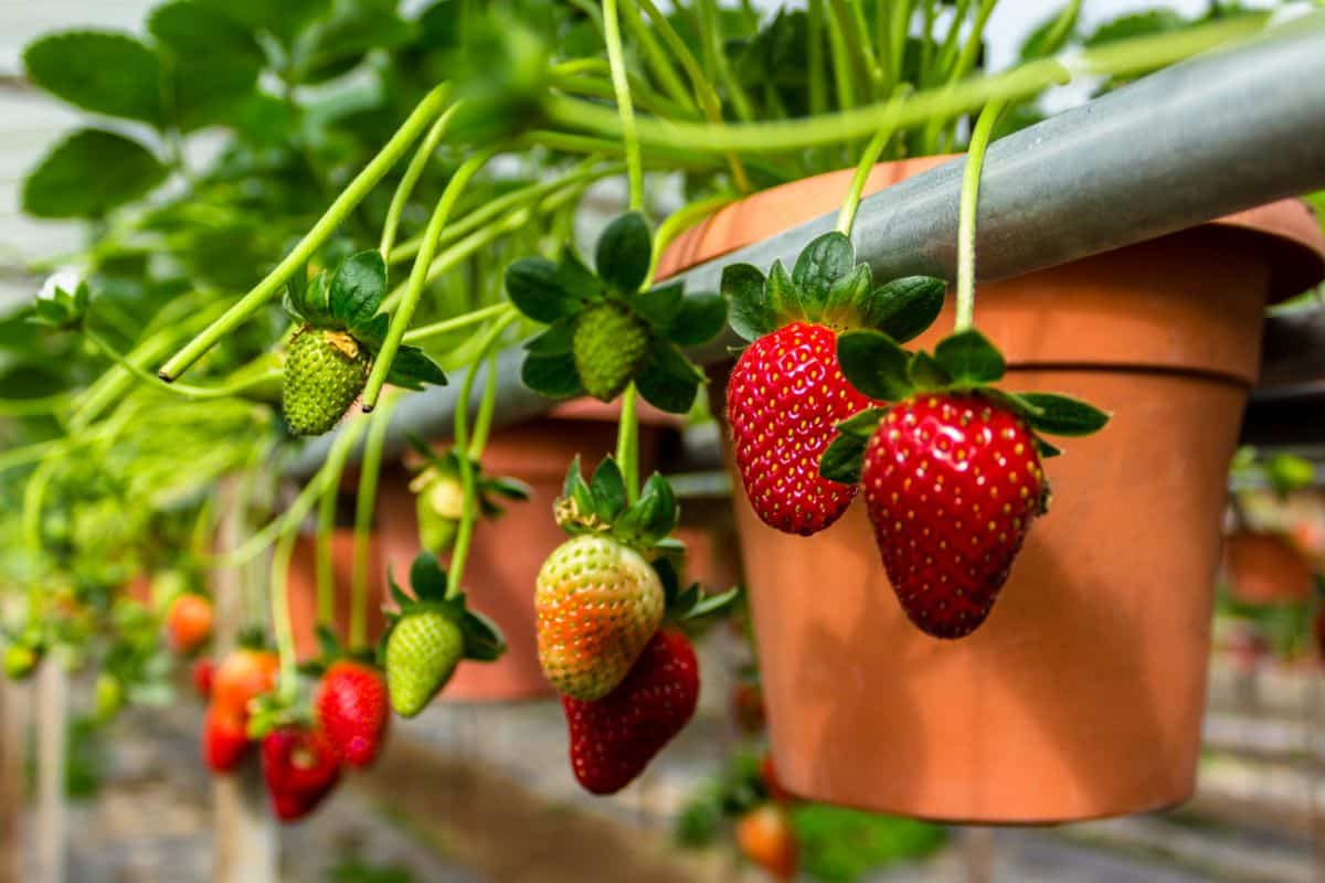 Strawberry plants growing in a container garden