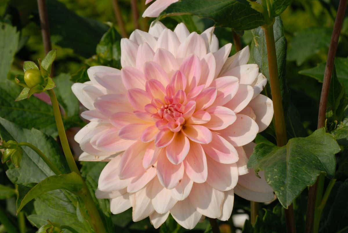 Pink water lily dahlia flower