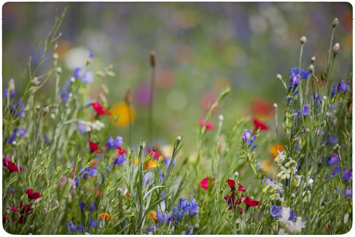 Wildflowers in place of non-native grasses