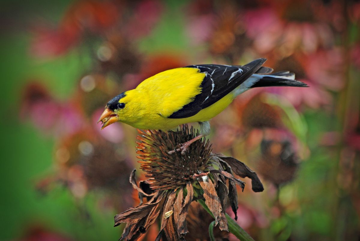 A bird feeds on a native flower gone to seed
