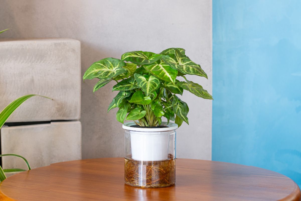 An arrowhead vine on an office table