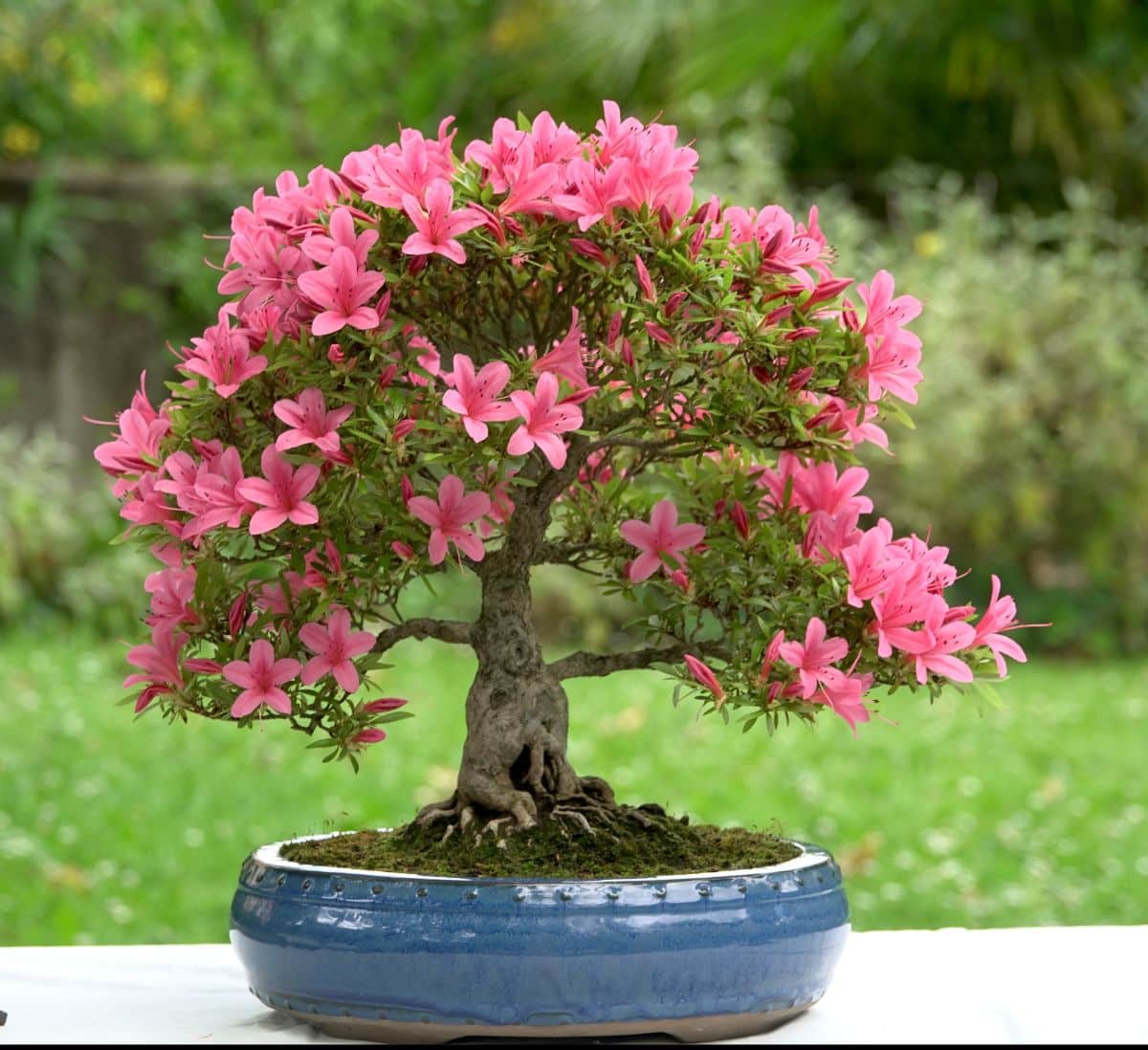 Pink flowering dwarf azalea bonsai tree