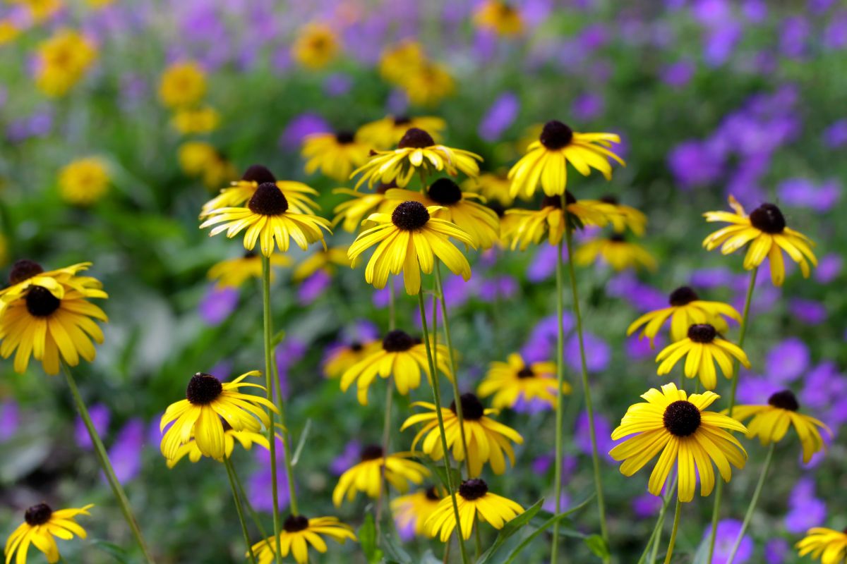 Yellow black eyed Susans in a cut flower garden
