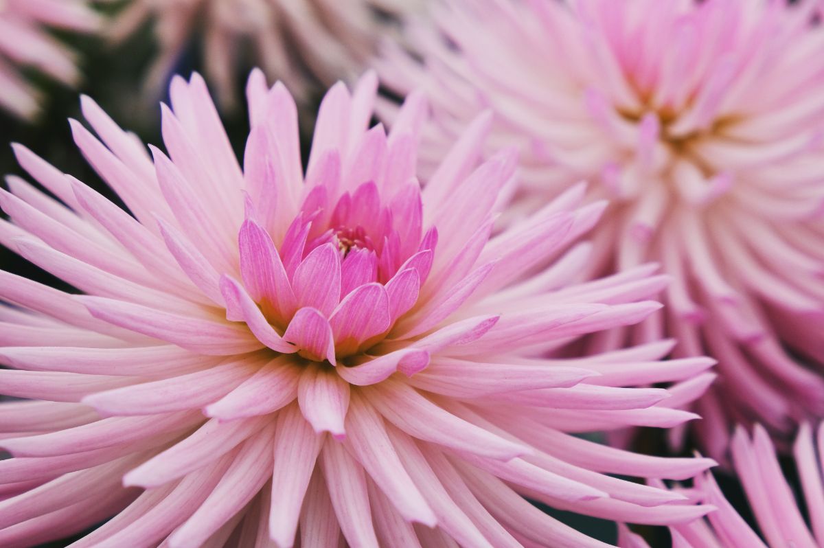 Pink cactus dahlia flower