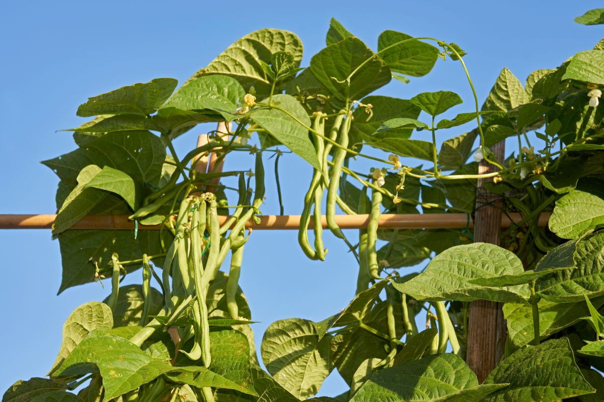 Healthy green beans on a vine