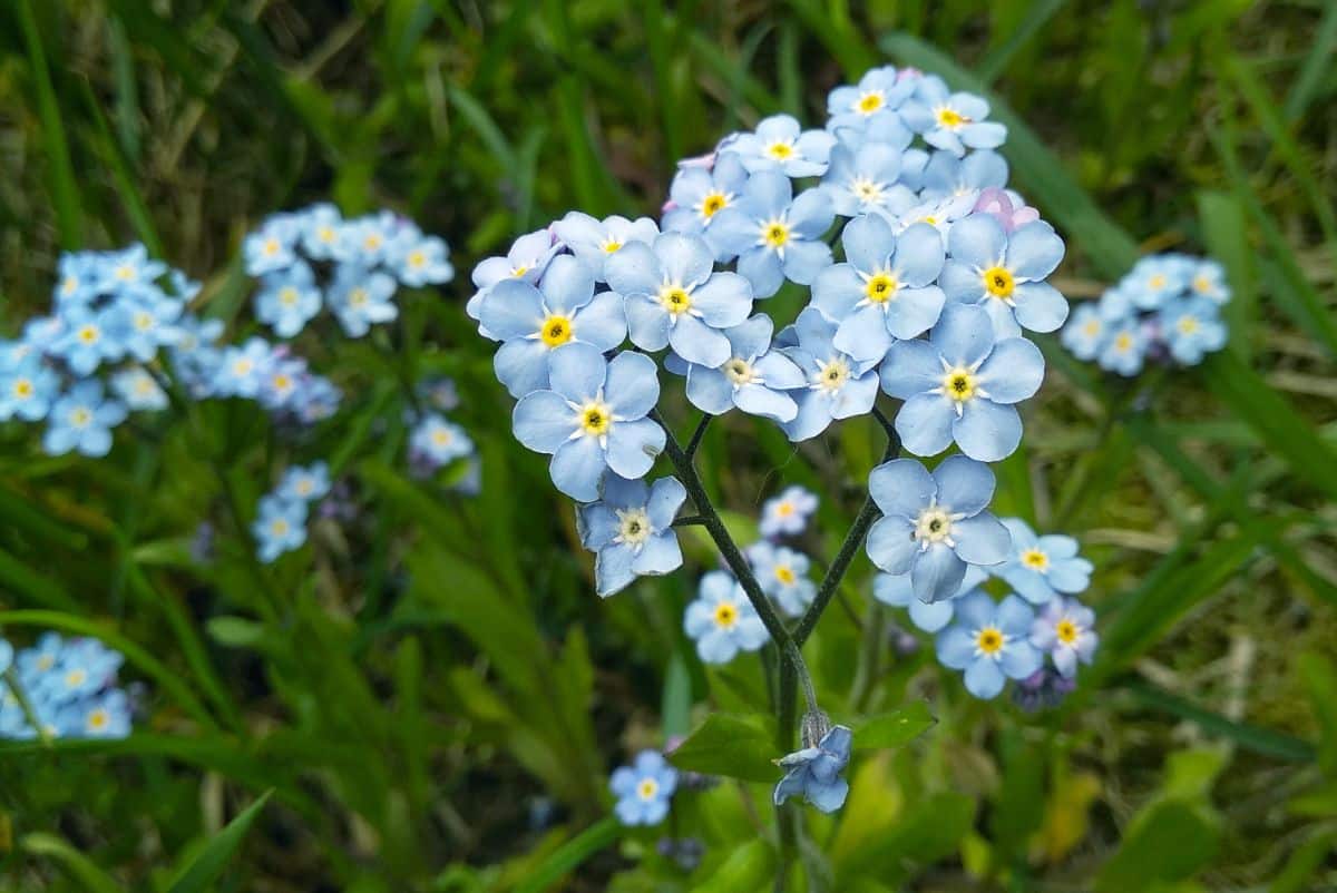 Periwinkle colored forget-me-not flowers