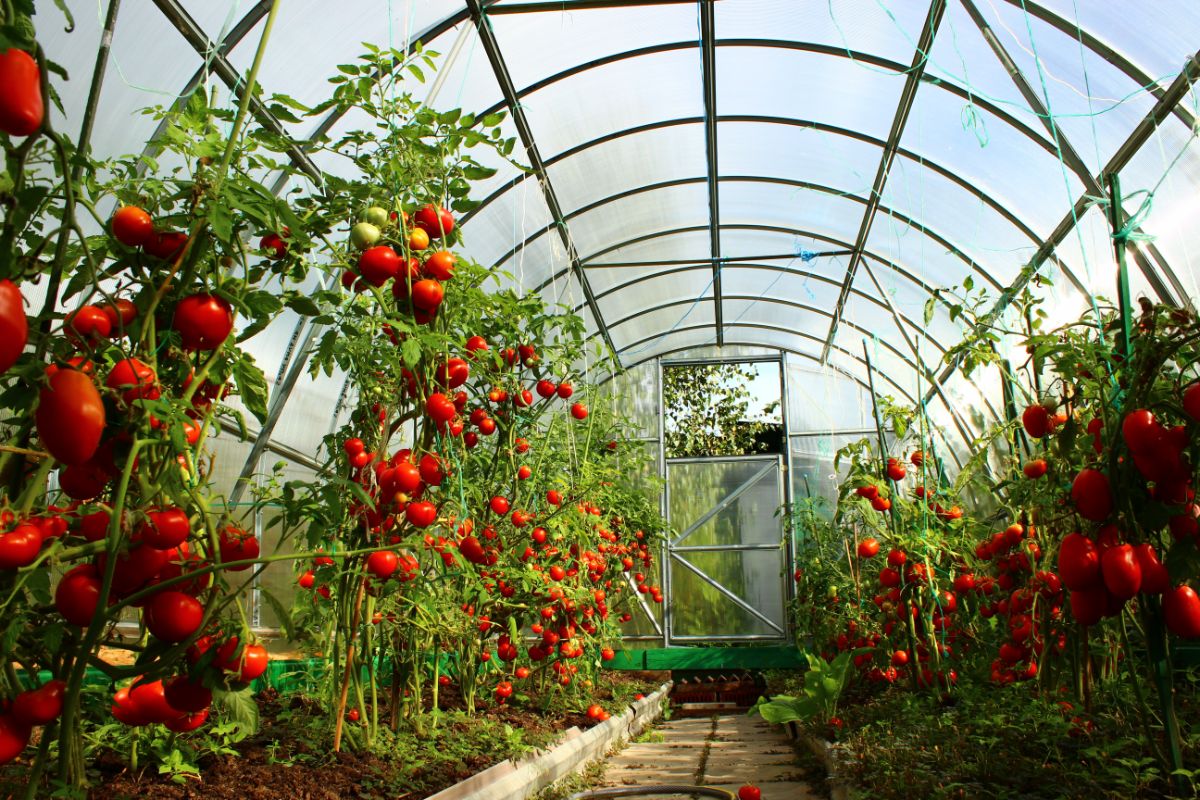 An indoor garden in a greenhouse