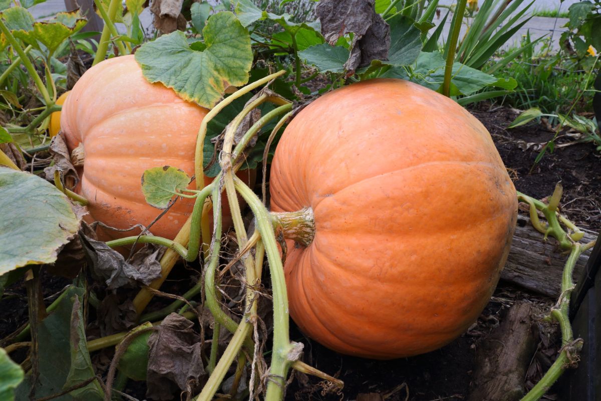 Pumpkins growing large in compost