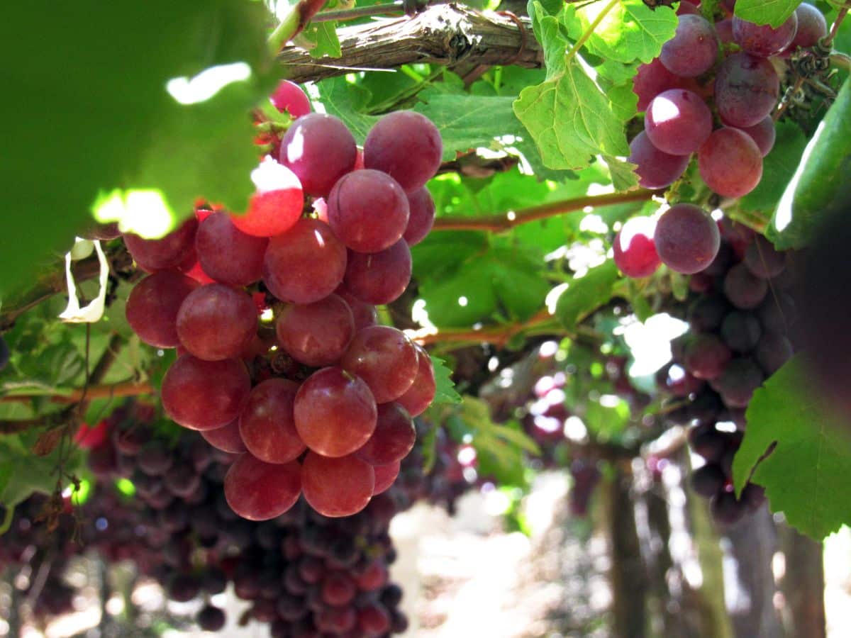 Red Globe grapes on the vine