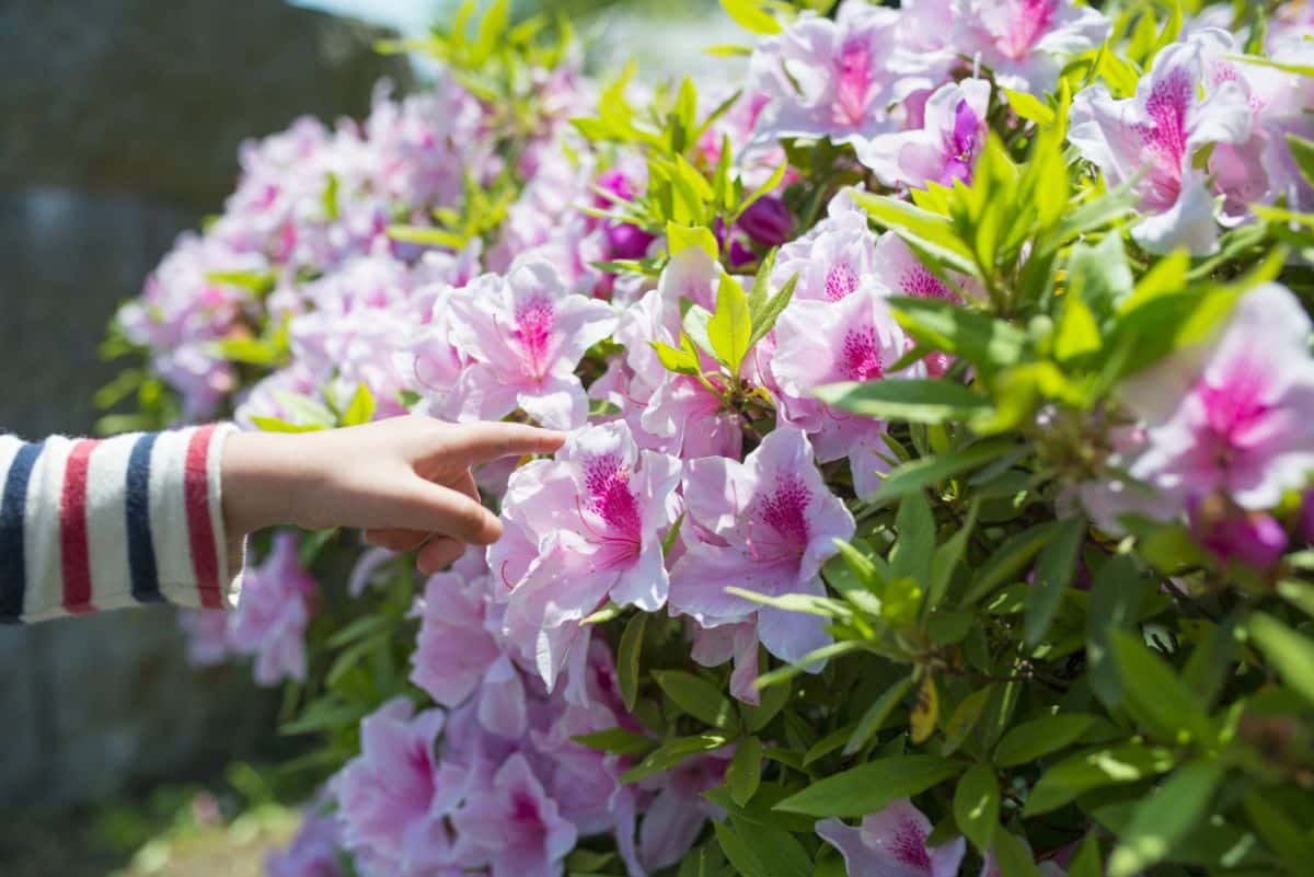 A person pointing to pink rhododendron flowers