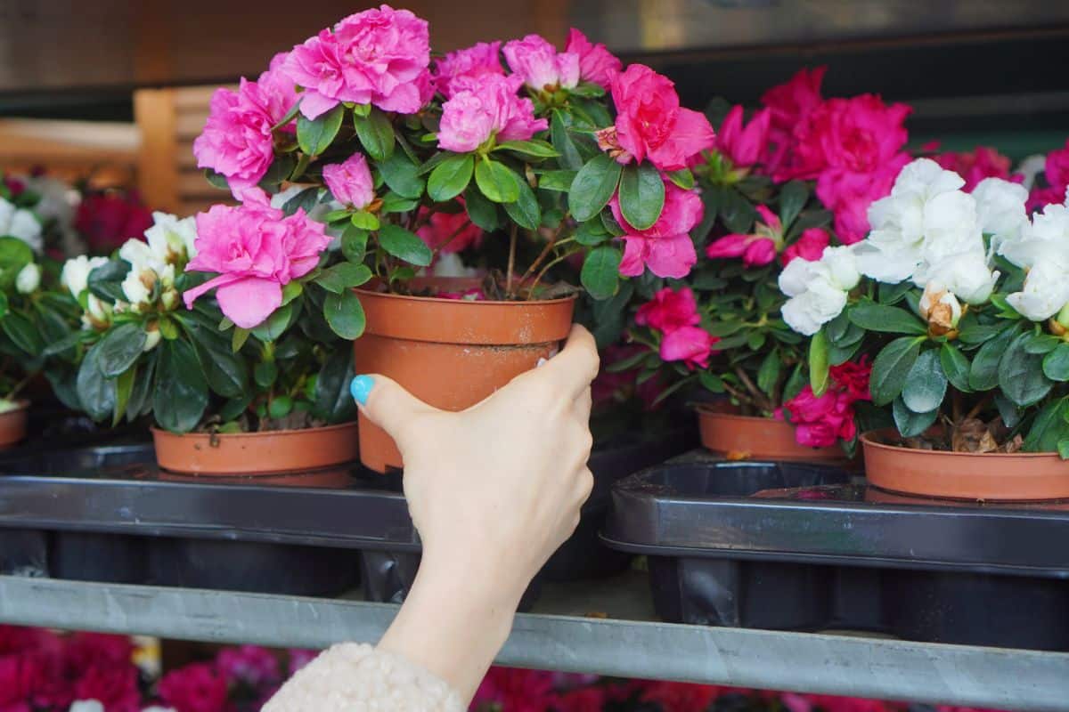 A woman chooses a rhododendron at the nursery