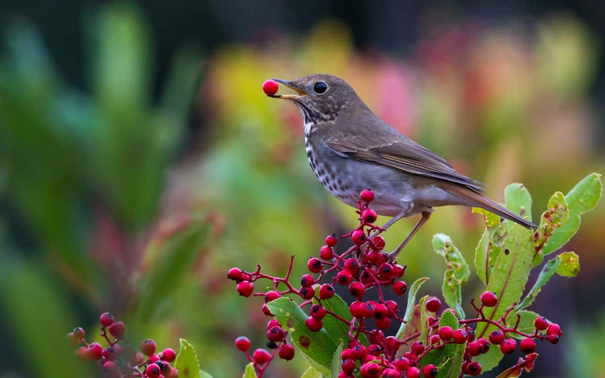 A bird enjoying a berry from a native plant