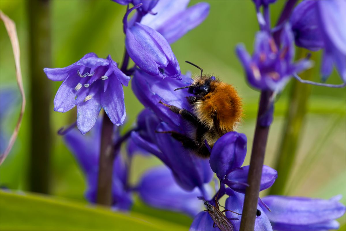 A bumble bee feeds on a bluebell flower