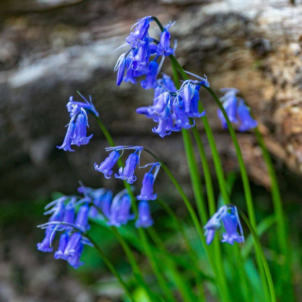 Bluebell plant in full blue bloom.