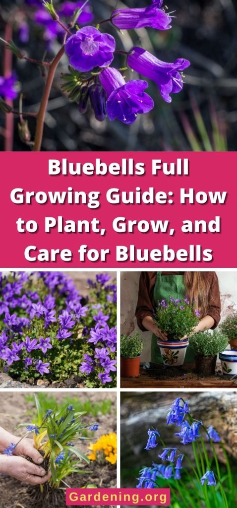 Bluebells Full Growing Guide: How to Plant, Grow, and Care for Bluebells pinterest image.