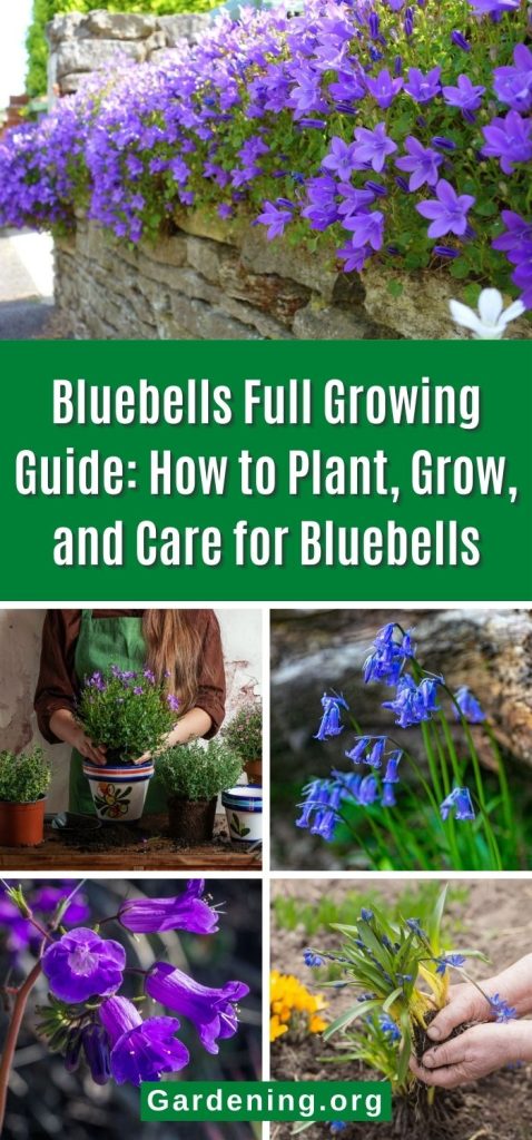 Bluebells Full Growing Guide: How to Plant, Grow, and Care for Bluebells pinterest image.