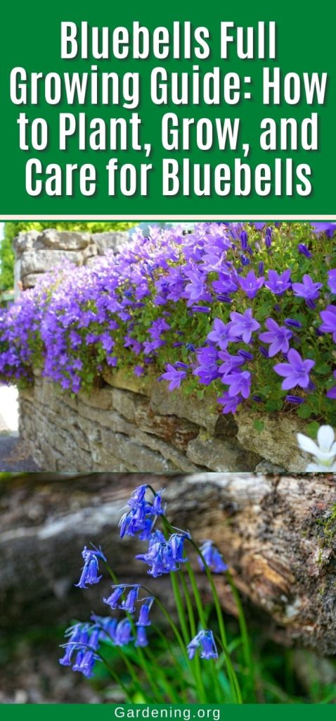 Bluebells Full Growing Guide: How to Plant, Grow, and Care for Bluebells pinterest image.