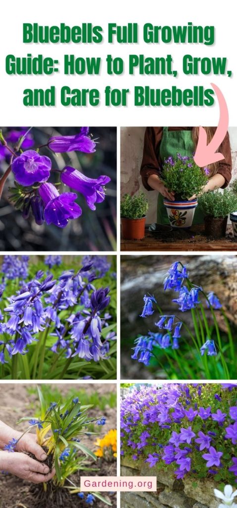 Bluebells Full Growing Guide: How to Plant, Grow, and Care for Bluebells pinterest image.