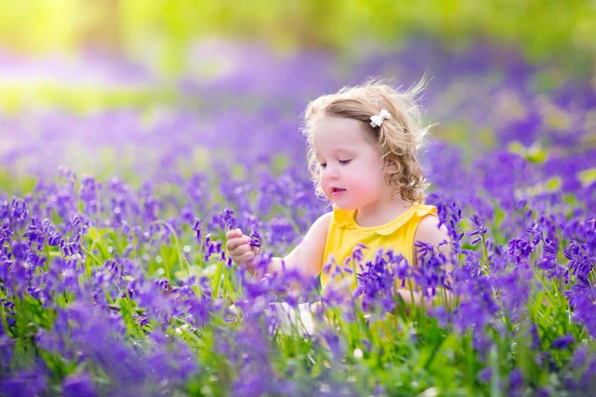 A little girl stands in a field of bluebells