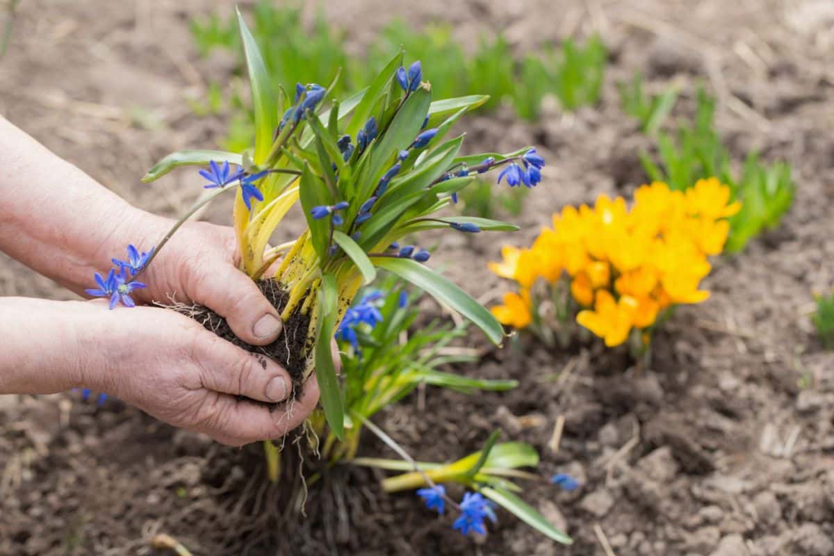 A gardener plants bluebell plants