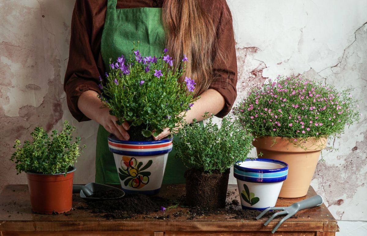 Bluebell varieties planted in containers