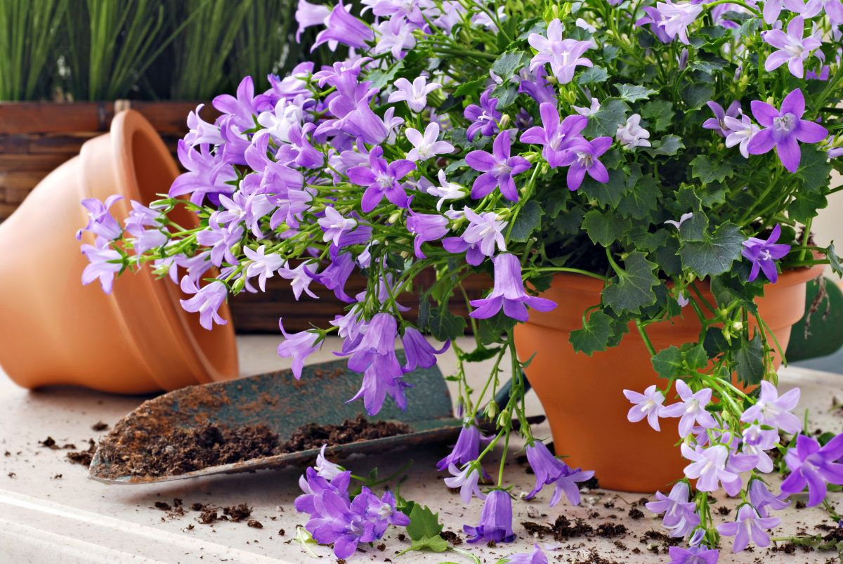 Bluebells in bloom in a pot