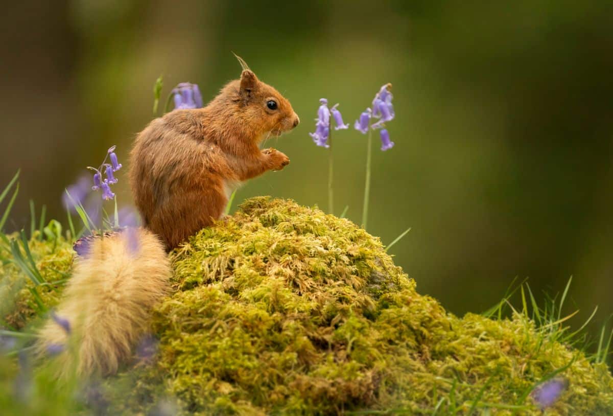 A red squirrel sits on moss in front of bluebell flowers