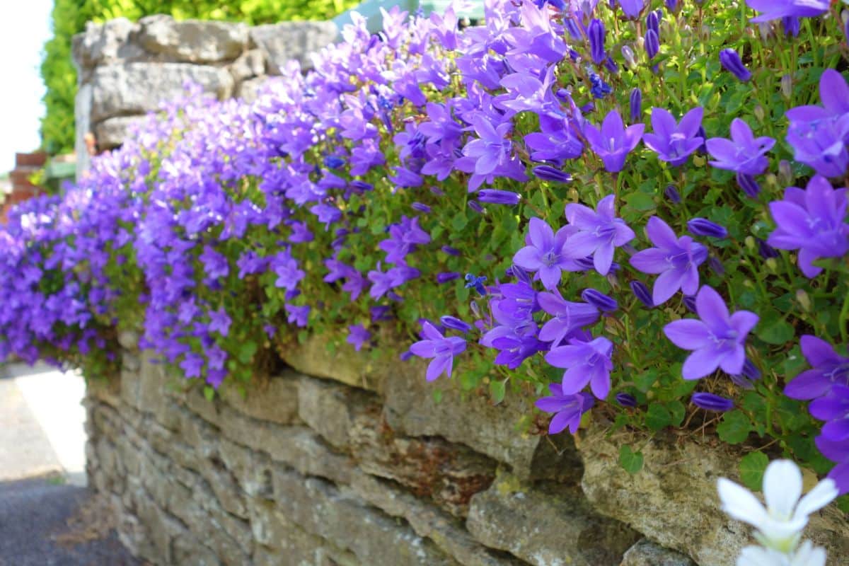 Bluebell flowers line the top of a stone wall