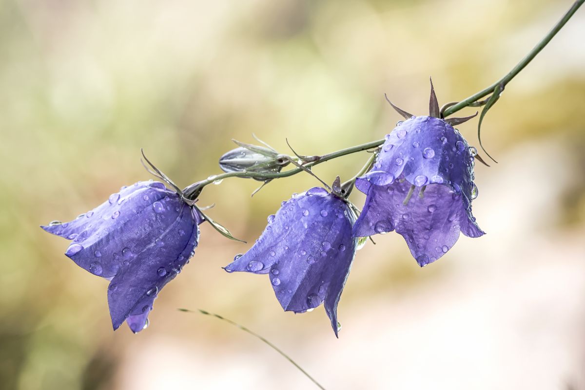 Raindrops on a bluebell flower