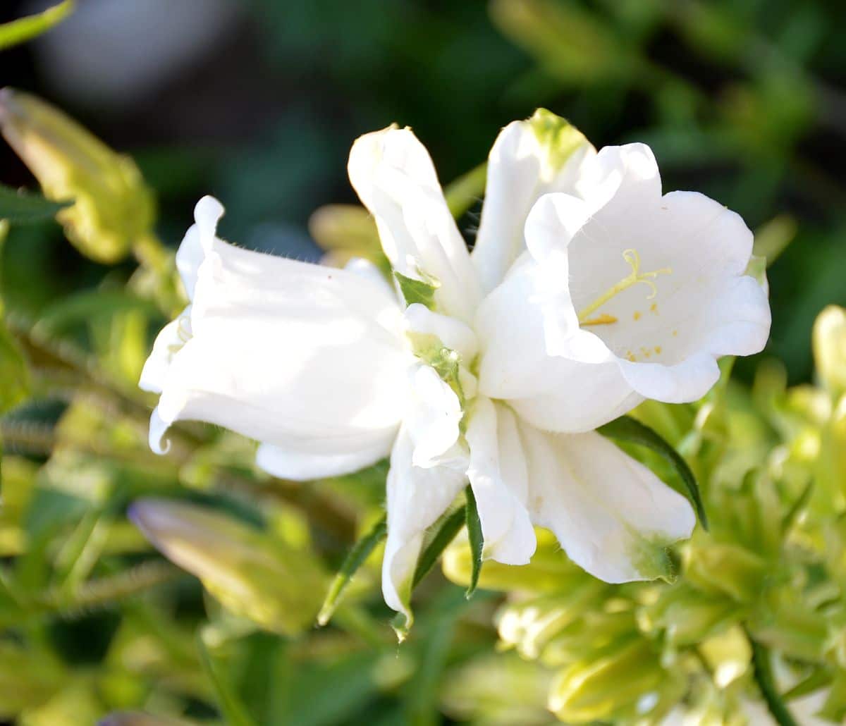 White bluebell variety
