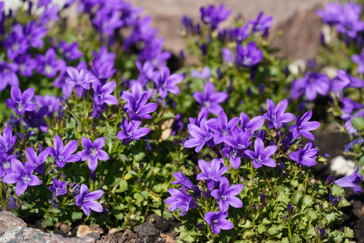 Bluebell flowers basking in the sun