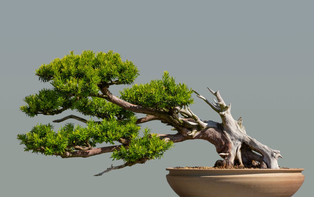 A well-maintained bonsai tree