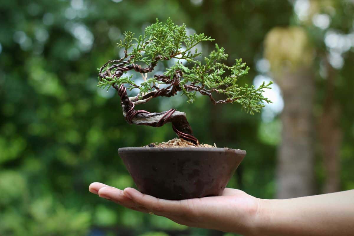 A unique, twisting bonsai tree held in a hand