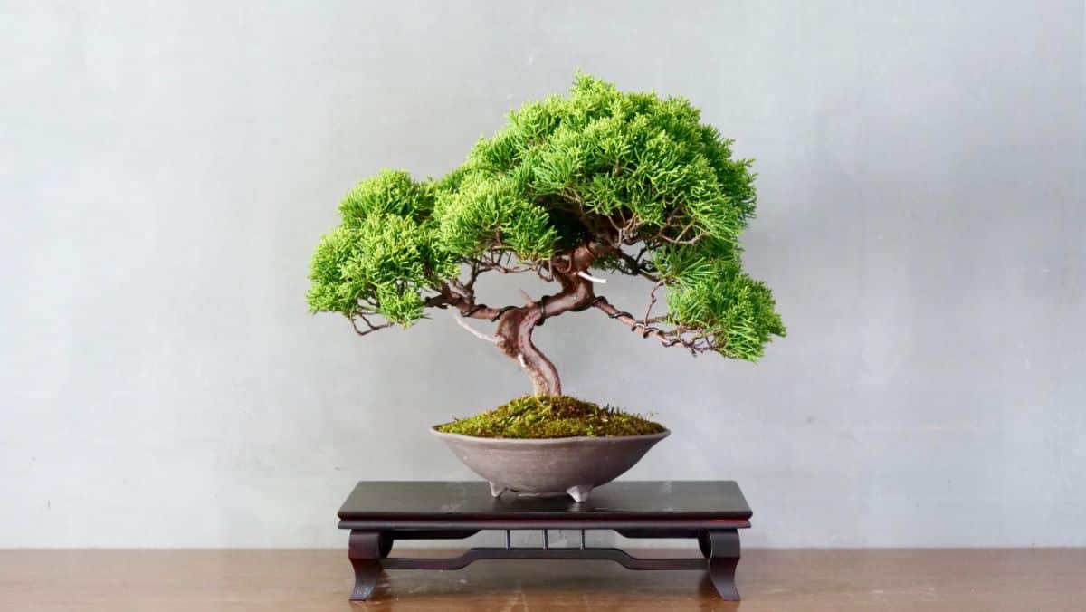 A lovingly trained bonsai tree