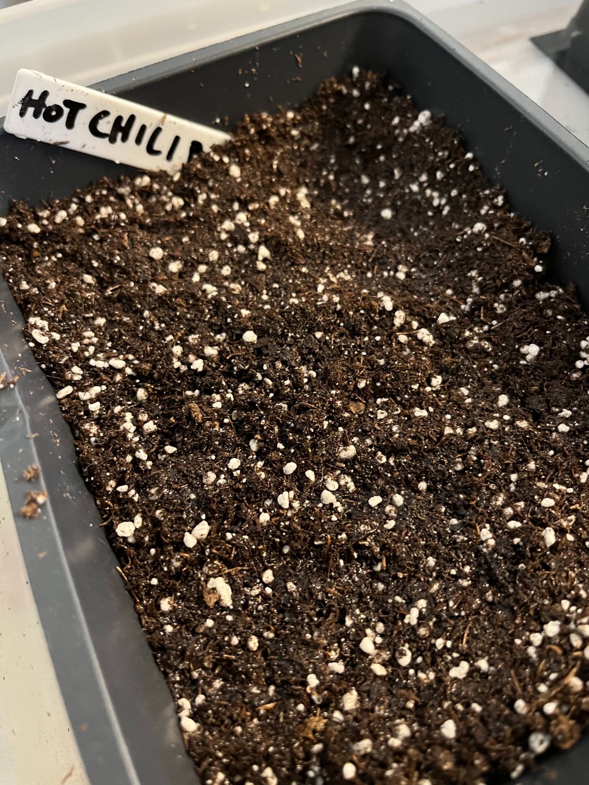 Darkened soil surface indicates that the pack is evenly watered and ready to be removed from the watering tray