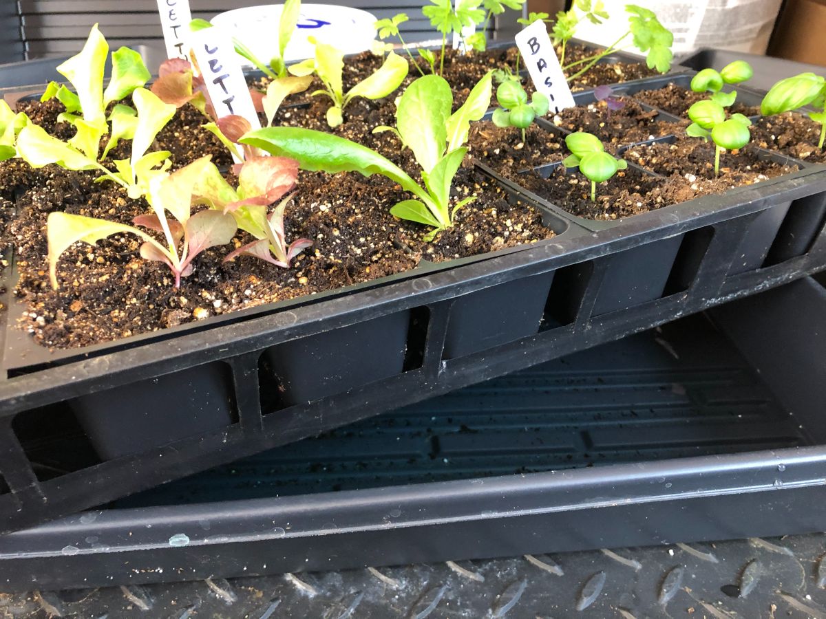 A system of cell packs in a webbed tray set into a solid planting tray works well indoors