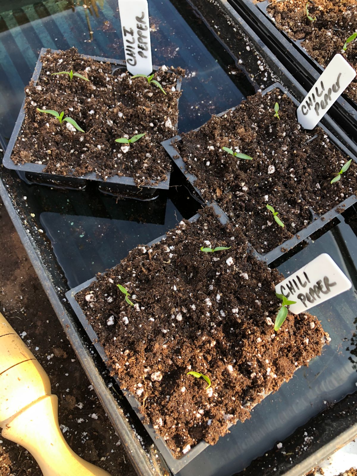 Cell packs of pepper plants are set into a tray for bottom watering