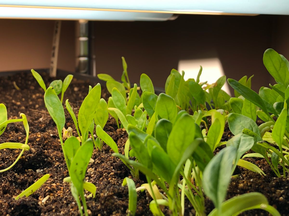 Healthy spinach plants growing in cell packs 