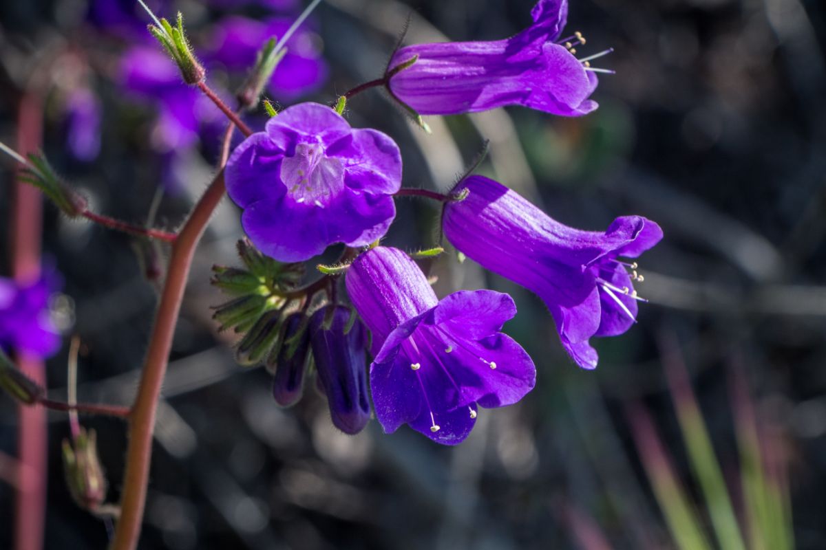 Bluebell flowers with delicate stamens