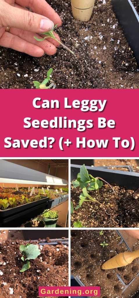 Can Leggy Seedlings Be Saved? (+ How To) pinterest image.